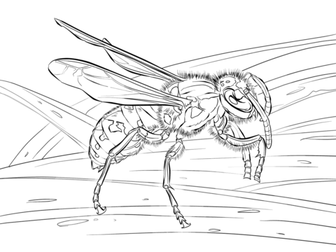 Realistic European Wasp Coloring Page